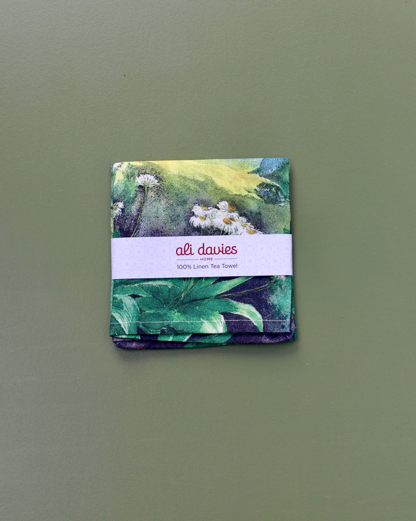 South Island Mountain Daisy