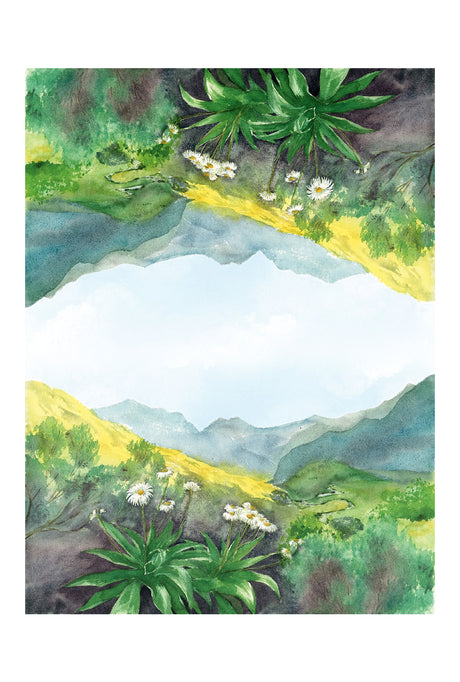 South Island Mountain Daisy